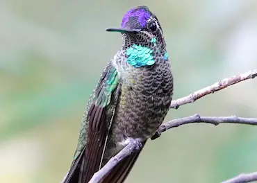 Calling All Nature Enthusiasts: Help Track the Rivoli’s Hummingbird!